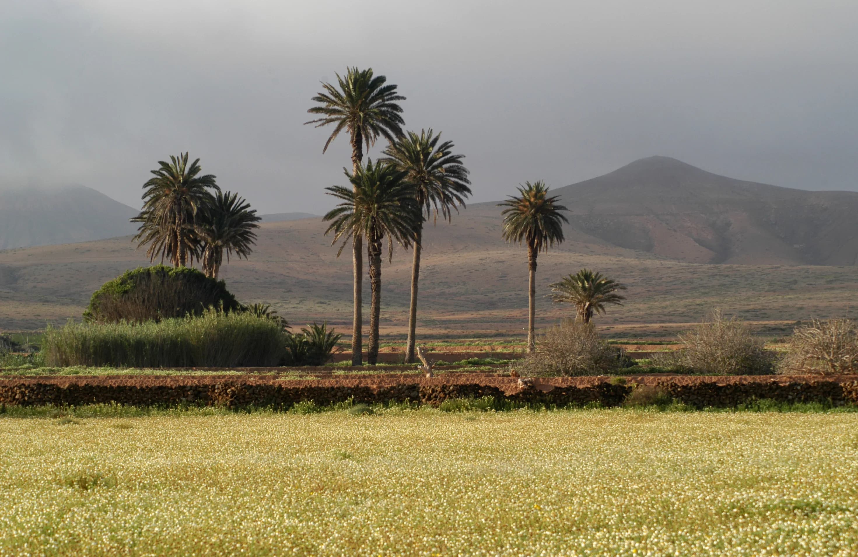 Palmeras y montañas majoreras